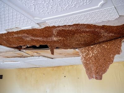 Professional mold remediation services in Tarboro